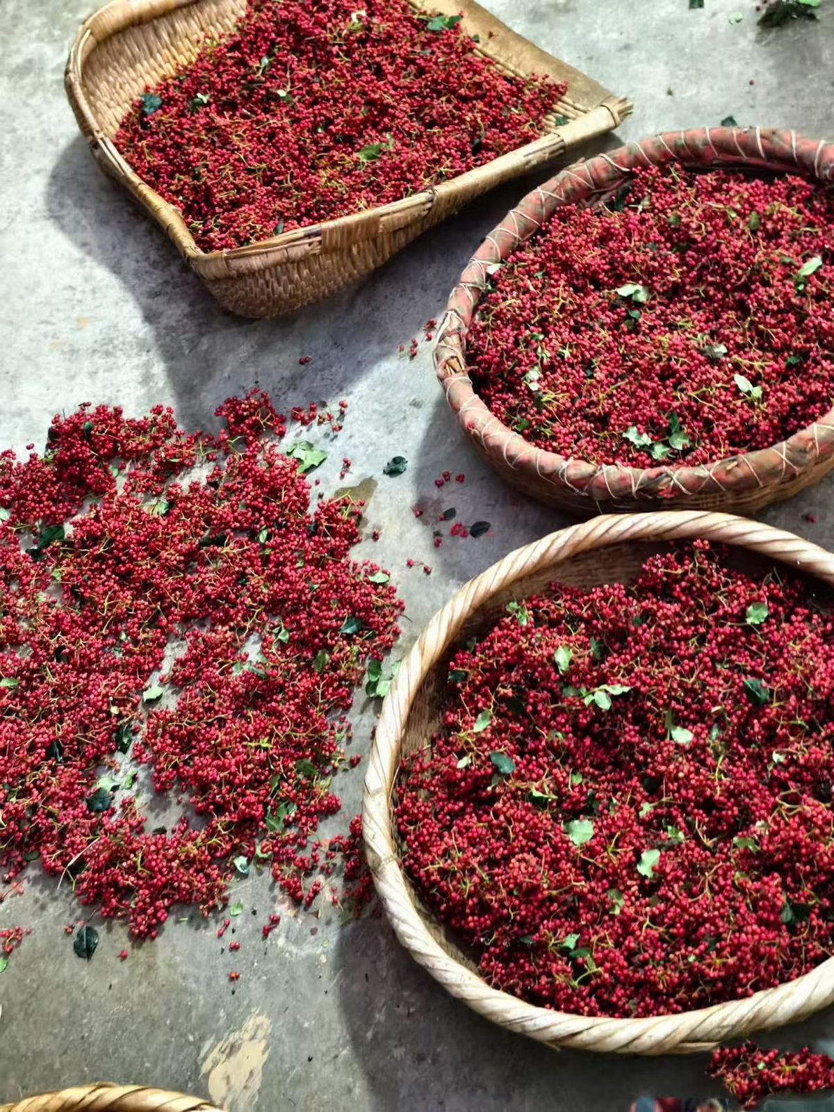 Récolte de vanille verte dans une plantation